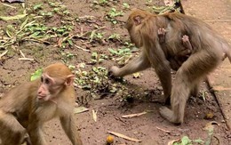 Trẻ nhỏ khóc thét vì bị khỉ tấn công trong khu du lịch ở Sơn La