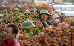 Hàng vạn tấn vải thiều Lục Ngạn ngập đỏ đường quốc lộ