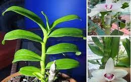 Hết thời 50 tỷ mua được 5 kie, lan đột biến giờ 500 nghìn 5 kie người mua vẫn chê đắt