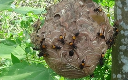 Người đàn ông tử vong do bị ong vò vẽ tấn công