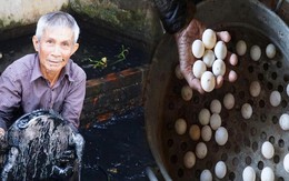 Lão nông nuôi loài cua đẻ trứng như gà, cho thu nhập cao