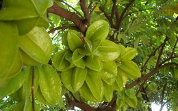 Không chỉ dùng nấu canh chua, quả khế còn có công dụng chữa bệnh tuyệt vời ít người biết đến