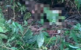 Phát hiện thi thể nam giới quấn chăn và dây trên đồi Cao ở Hải Phòng