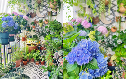 Khu vườn ban công chỉ 4m² khiến bạn nhìn là mê