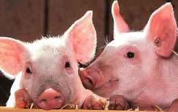 Trong miệng con lợn có 1 bộ phận cực quý giá, vừa bổ huyết, vừa dưỡng da, tuy nhiên có 3 nhóm người không nên ăn