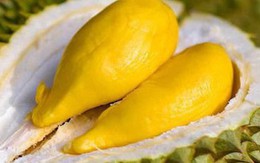 Bộ phận của sầu riêng còn tốt hơn cả phần múi, dùng chữa bệnh nhưng người Việt đang bỏ phí