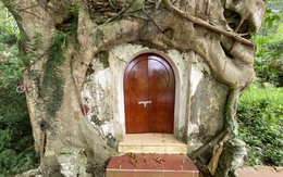 Thanh Hoá: Kỳ bí cây si hàng trăm tuổi “ôm” trọn ngôi chùa cổ