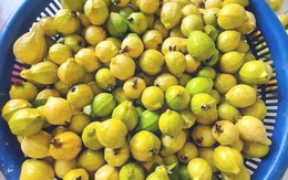 Ổi mỡ thơm lừng, bà nội trợ chiều chồng đặt mua về ngâm rượu