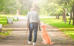 Chó cưng chết vì tuyệt thực hai ngày sau khi chủ qua đời