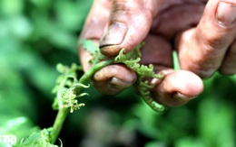 Đưa rau rừng về vườn trồng, bất ngờ khi bán không kịp hái