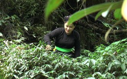 Thầy thuốc trẻ nặng lòng với nghề thuốc gia truyền