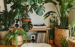 5 cách tưới cây khi bạn vắng nhà