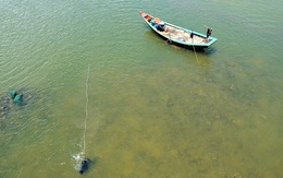 Săn thức ăn cho tôm hùm, kiếm tiền triệu mỗi ngày