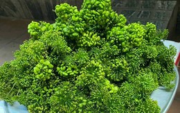 Kỳ lạ loại hoa giá bán đến 8 triệu/kg, dân Việt vẫn xuống tiền mua ngâm rượu