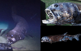 'Đại vương' săn mồi của vùng biển Nhật: Thân hình 'bé bự', thống trị ở độ sâu 2.000 mét nước