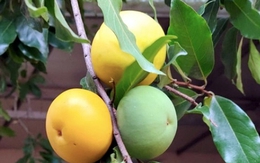 Bạn cần biết điều này khi ăn quả thị