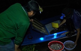 Phiên chợ cá "âm phủ" bán đặc sản mùa nước nổi ai thấy cũng ham