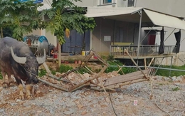 Người phụ nữ ngồi xe trâu đi xin rơm bị xe tải đâm tử vong