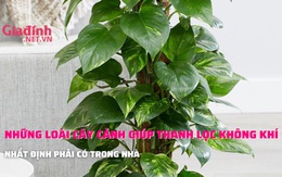 Những loài cây cảnh giúp thanh lọc không khí nhất định phải có trong nhà