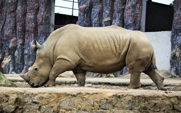 6 con tê giác chết bất thường trong khu sinh thái