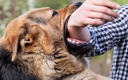 Khởi tố cả người đàn ông xua chó Pitpull cắn hàng xóm và bị hại