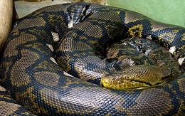 Trăn gấm dài 2 m bò vào trường học ở TP.HCM