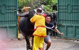 Trâu số 15 mất kiểm soát, Ban tổ chức khẳng định không bị tiêm kích thích