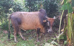 Cụ bà 70 tuổi bị bò tấn công dẫn đến tử vong