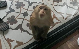 Khỉ hoang di chuyển hơn 10km, xuống nhà dân, tấn công trẻ em