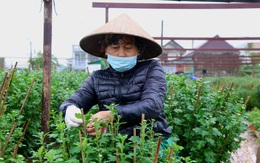 Người dân 'đội' mưa rét chăm sóc hoa phục vụ thị trường Tết Nguyên đán