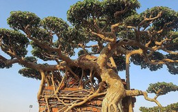 Chiêm ngưỡng cây sanh có bộ rễ như hóa thạch, trả 100 cây vàng chủ nhân nhất quyết không bán