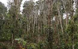 Đôi vợ chồng trẻ cùng tử vong trên rẫy