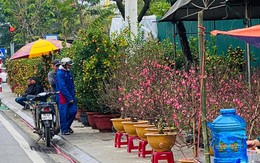 Thành phố Huế: Hoa, cây cảnh chơi Tết nhiều, đẹp nhưng người mua thờ ơ, người bán thấp thỏm lo âu