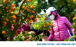 Kinh doanh "thú chơi" chốt 30 Tết: Cuộc "đấu trí" người bán-kẻ mua
