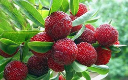 Những loại quả 'rẻ như cho' ở nước ngoài, về Việt Nam giá đắt đỏ