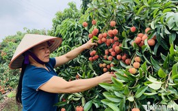 Từng đặc sản rẻ như cho, nay nổi tiếng toàn cầu cho thu cả nghìn tỷ