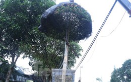 Làng hoa vào mùa nườm nượp, dùng cả cần cẩu chuyển hàng Tết