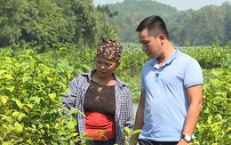 Kỹ sư bỏ việc, làm giàu nhờ gom đất trồng thứ "quả lạ" tím lịm