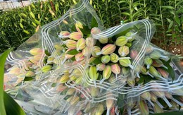Cận Tết Quý Mão, giá hoa ly kép bất ngờ giảm mạnh