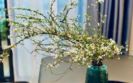 Loài hoa 'ngủ đông' cứ đến Tết là 'cháy hàng', giá bao nhiêu cũng được chị em lùng mua