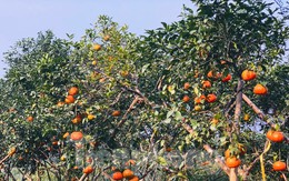 Mục sở thị đồi cam chín vàng đang 'ém hàng' chờ Tết