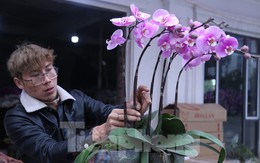 Thu nhập cao ngất ngưởng từ nghề kết hoa chơi Tết