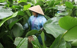 Hái ra tiền với loại lá làm nên linh hồn Tết Việt