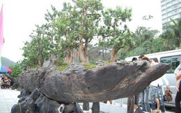 Bí mật ẩn sau siêu cây "Chiến thắng Bạch Đằng" của đại gia đồng nát có người trả 60 tỷ chưa bán