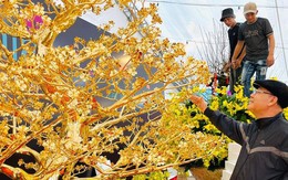 Chiêm ngưỡng cây mai độc lạ được mạ hơn 120 chỉ vàng đón Tết