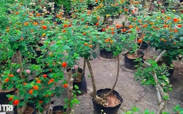 Người phụ nữ đơn thân biến cây dại thành hoa đẹp rực rỡ, kiếm tiền triệu