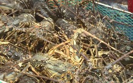 Tôm hùm rớt giá, ế ẩm