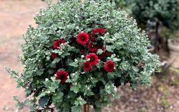 Chợ Tết Quý Mão, cúc cổ Sơn La giá vài triệu đồng một cây vẫn đắt khách