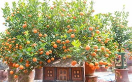 Vạn tuế, quất bonsai độc lạ hút khách chơi Tết