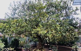Chủ nhân gốc mai cổ tìm ‘dân chơi’ ngày Tết, từng được trả 3,5 tỷ nhưng không bán